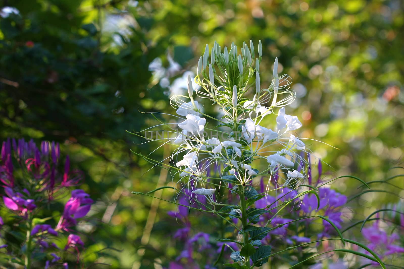 Cleome or Spider Flower in late afternoon sun