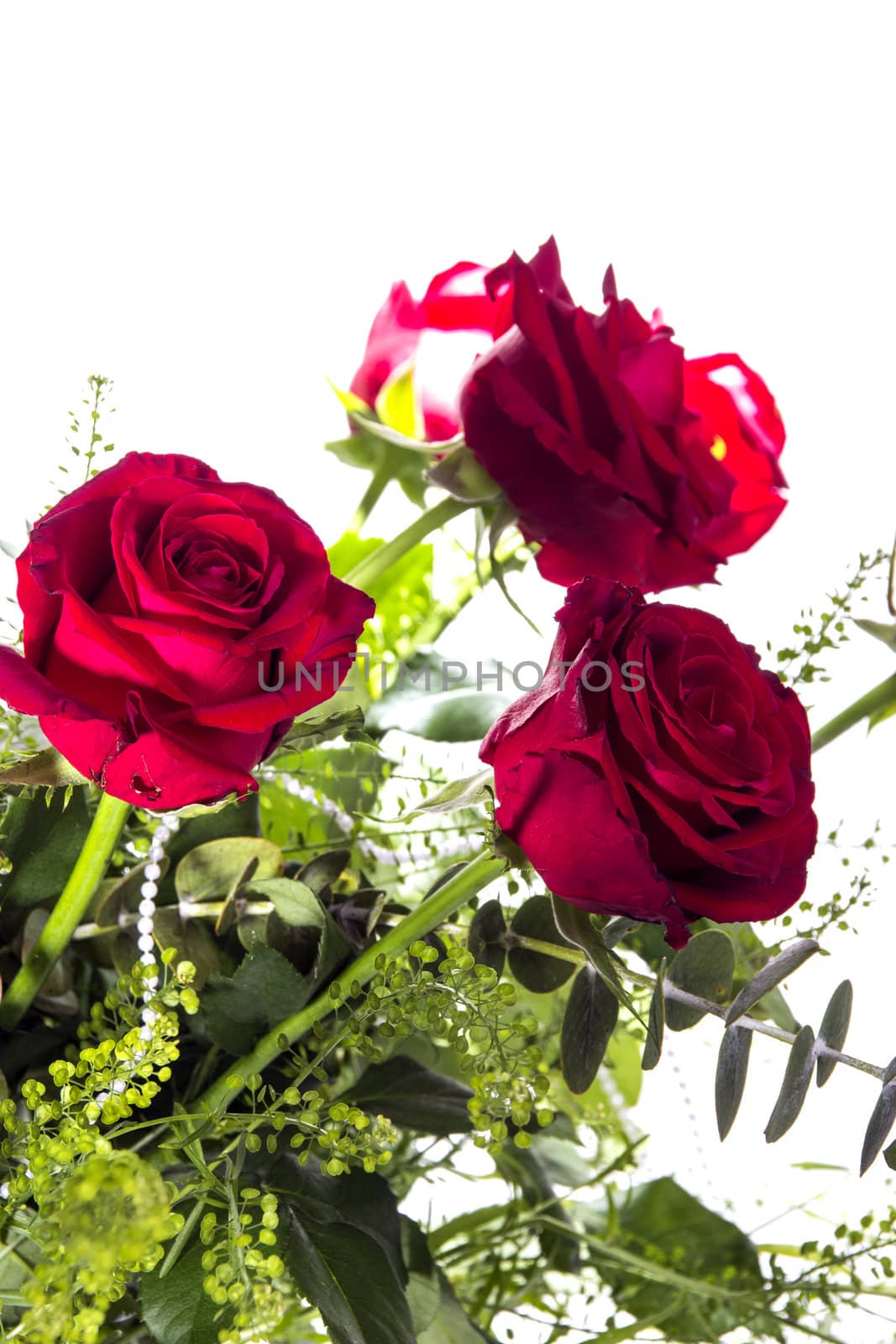 Gorgeous bouquet of red roses on a white background. Fragment.