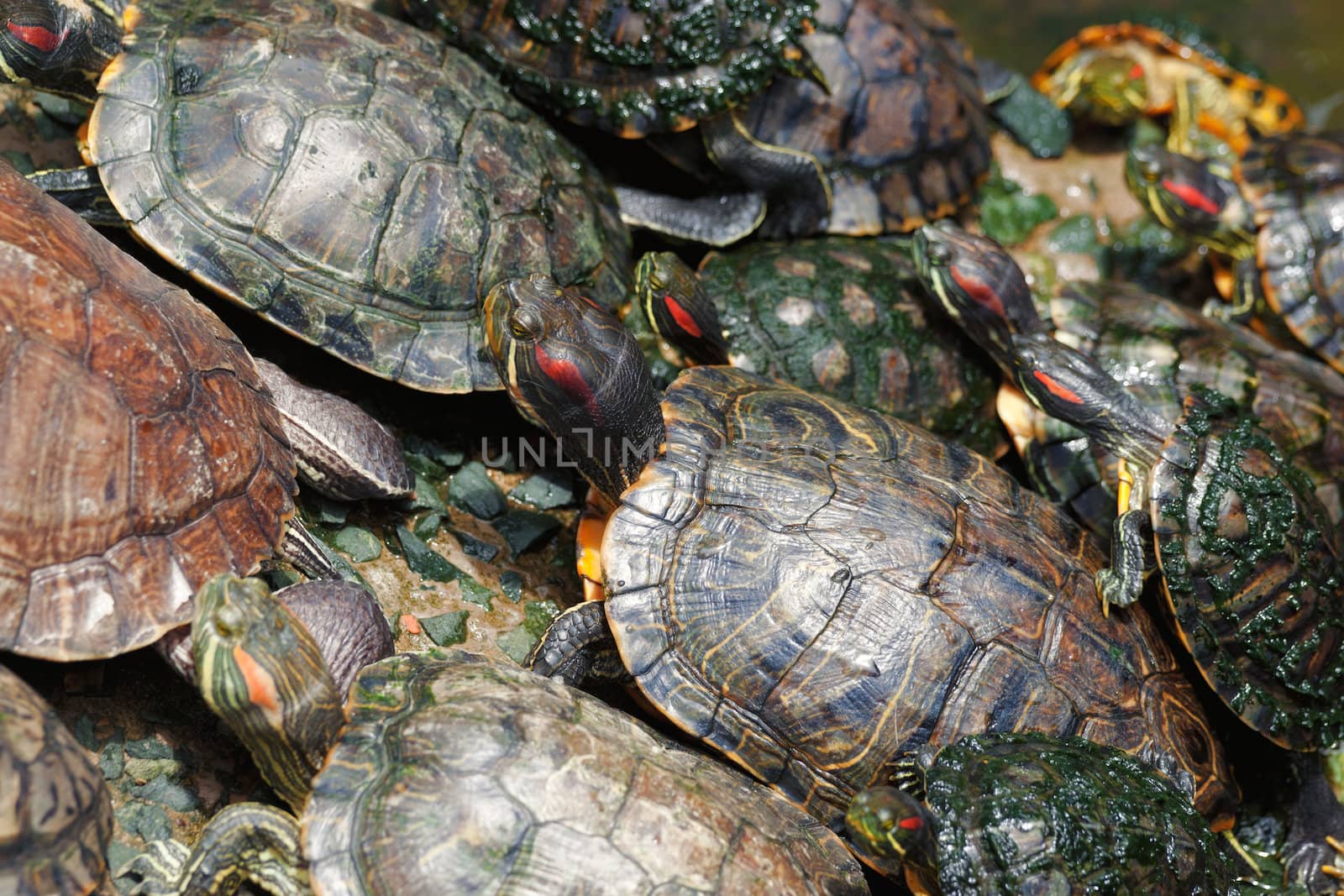tortoises in the jade emporer pagoda in vietnam