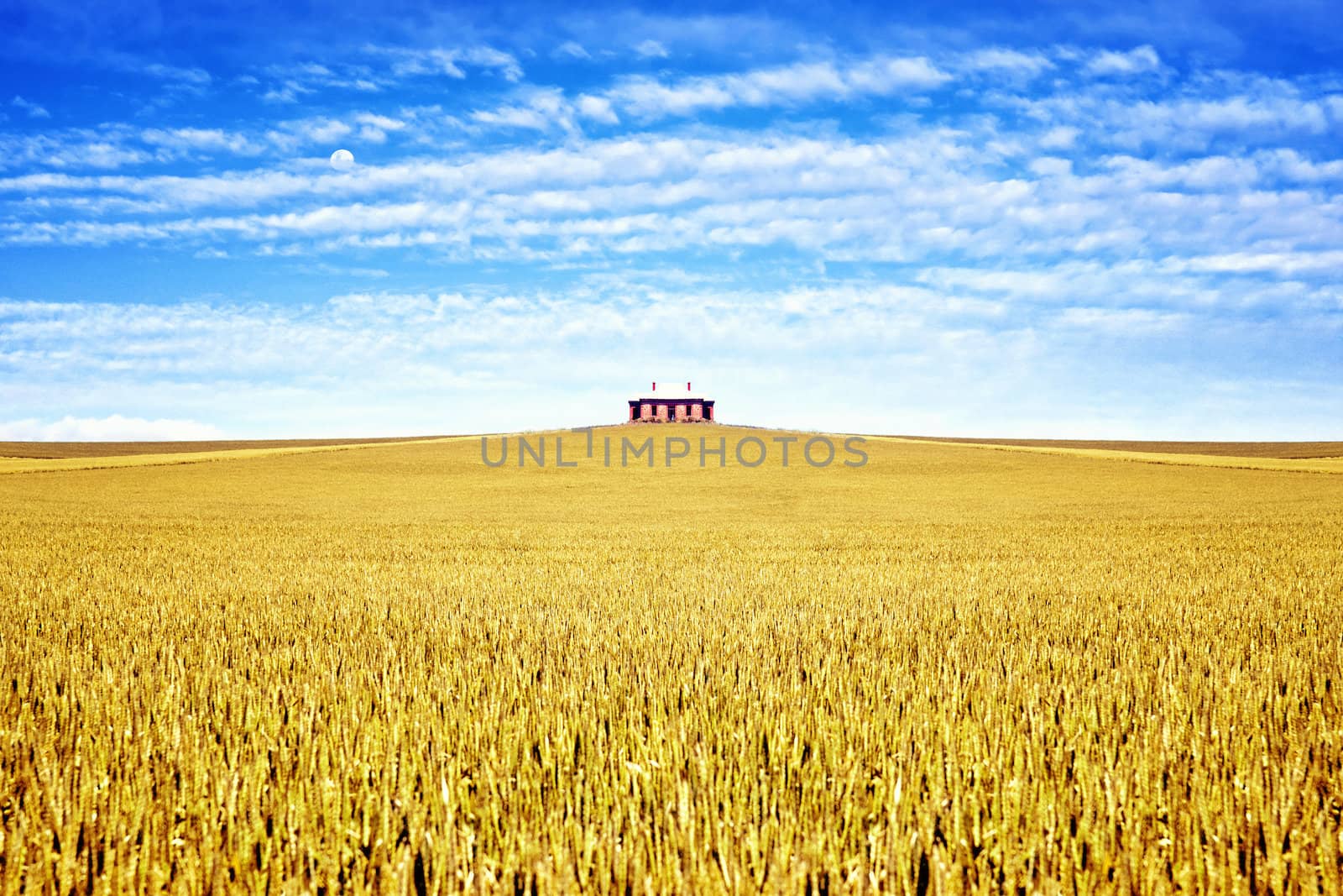 old house in the middle of a field of wheat