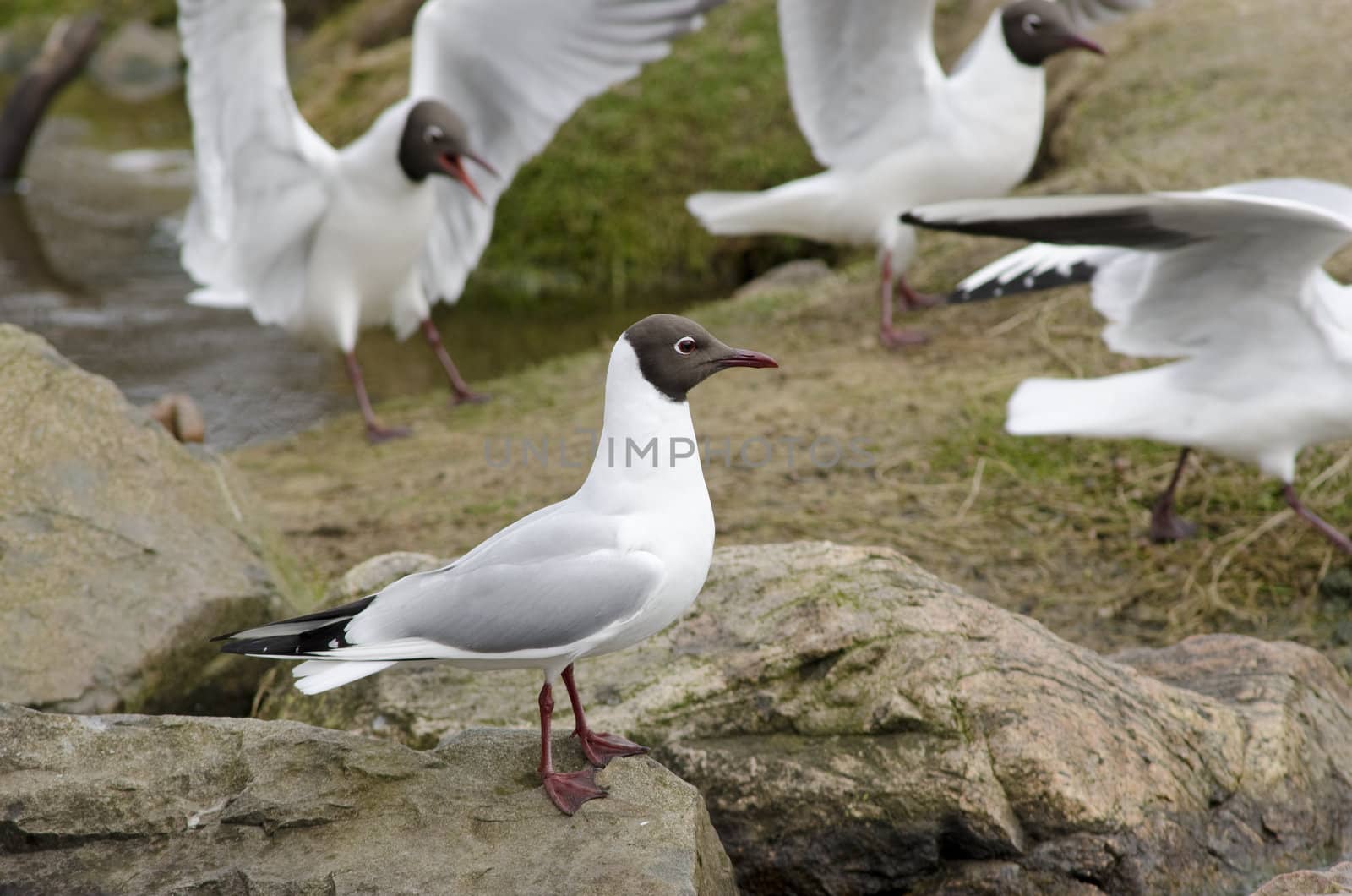 Black-headed gulls, Chroicocephalus ridibundus, sitting on stones and flying around