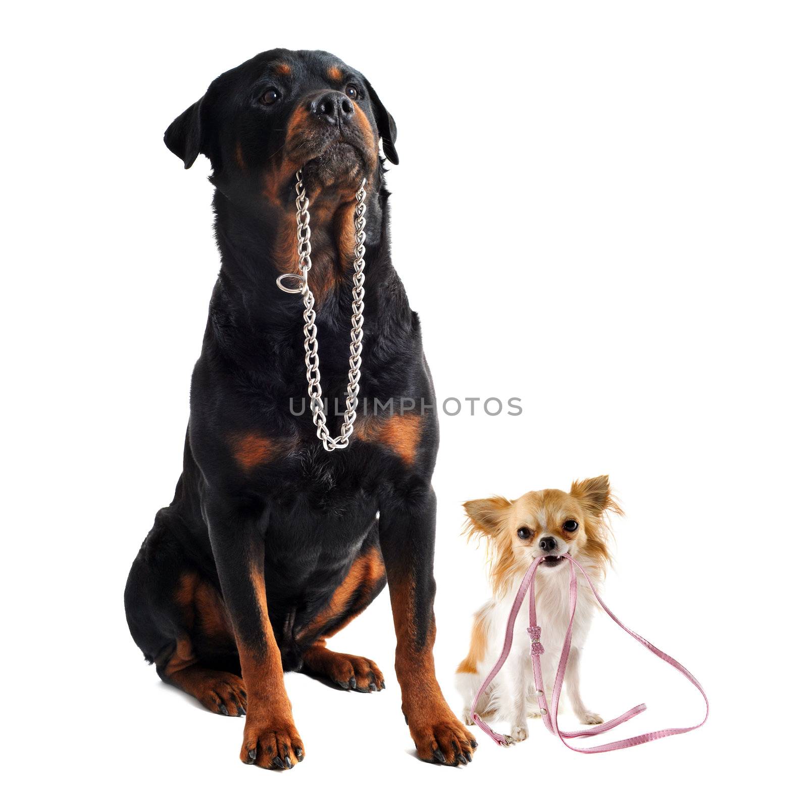 portrait of a cute purebred  chihuahua and rottweiler who holding a leash and a collarin front of white background