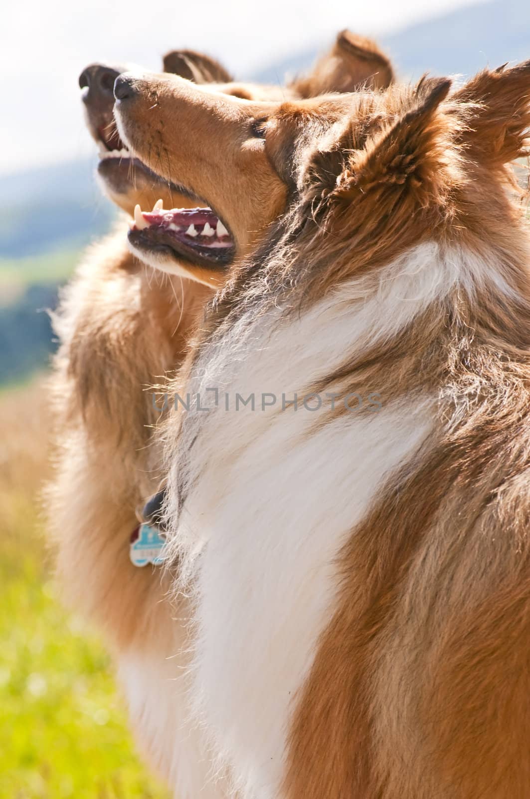 collie dogs