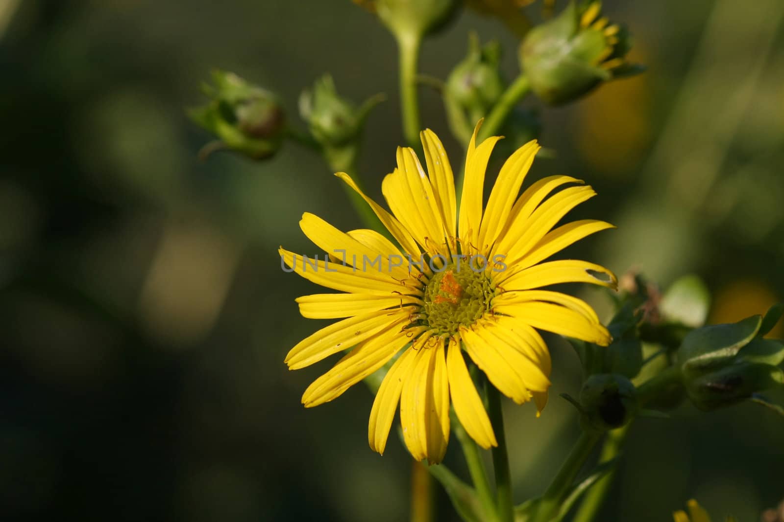 Sunflower buds and flower  in late aftenoon sun