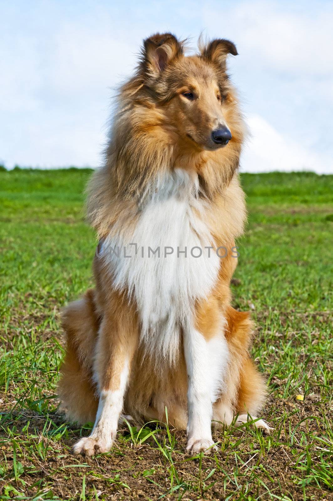 collie dog by Jochen