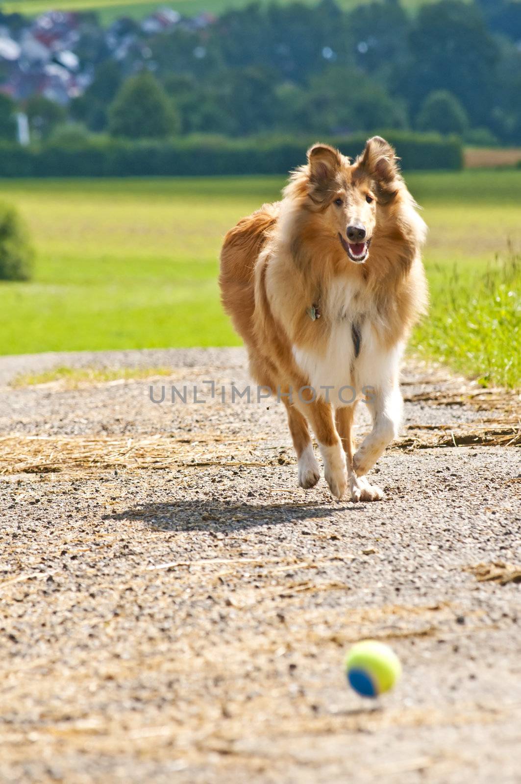 Collie dog