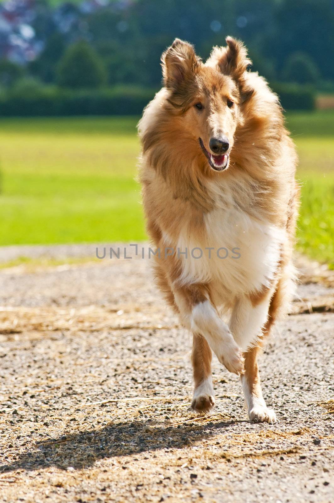 Collie dog by Jochen