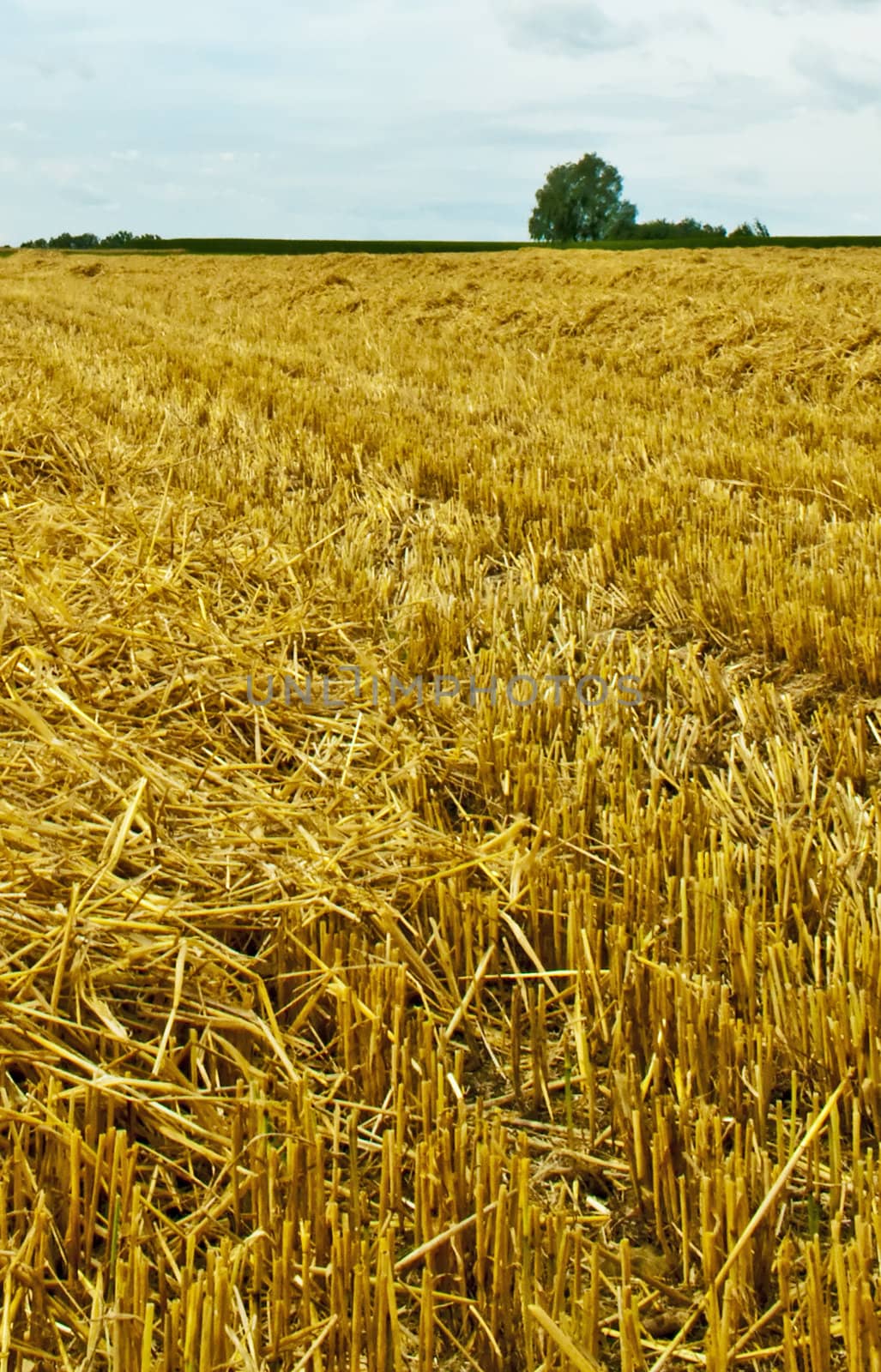 stubble field with panoramic view