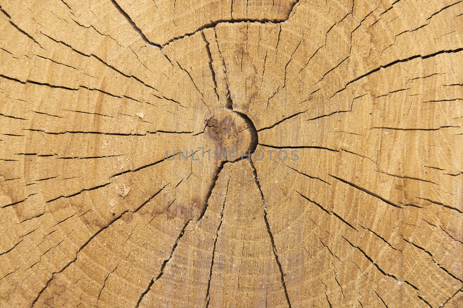 Surface of a cut tree showing its texture.