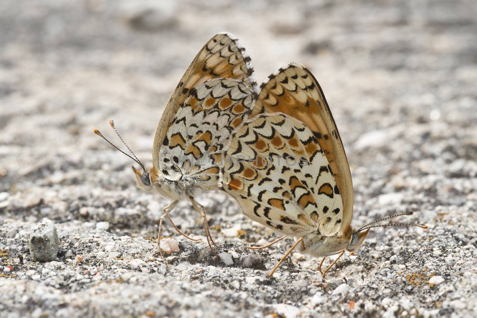 A pair of butterflies copulating with their bodies united.