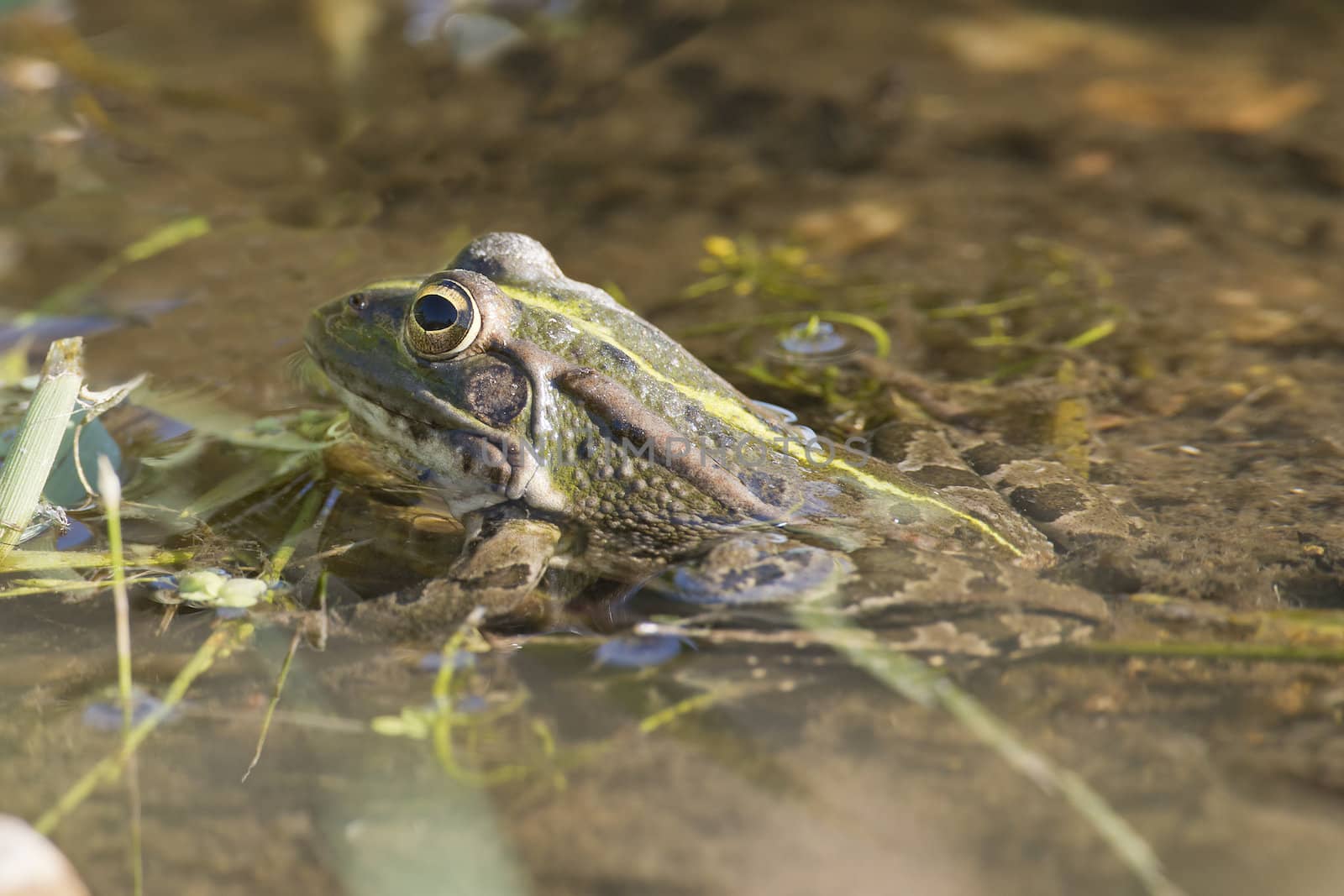 Frog in its environment with part of its body out of the water.