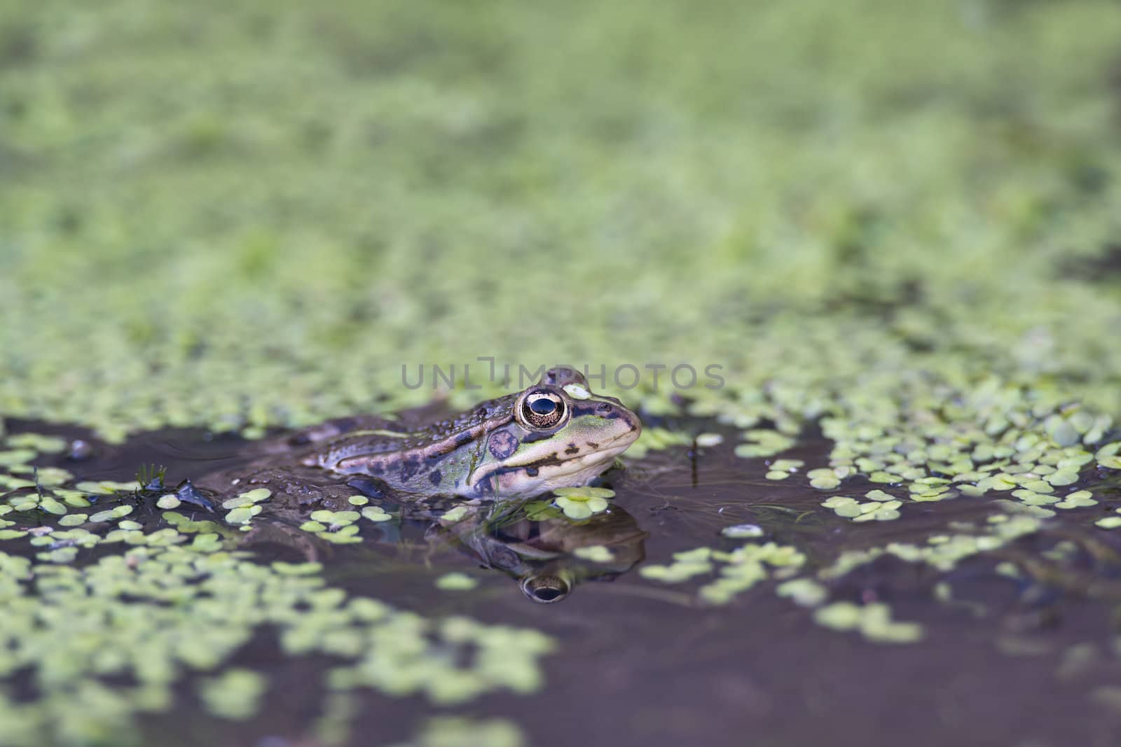 Frog by angelsimon