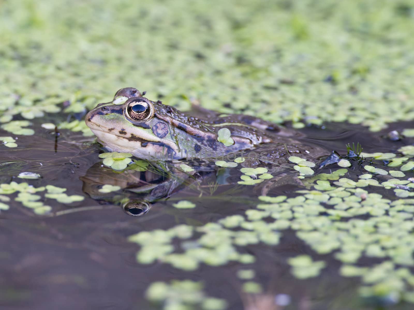 Frog in its environment with part of its body out of the water.