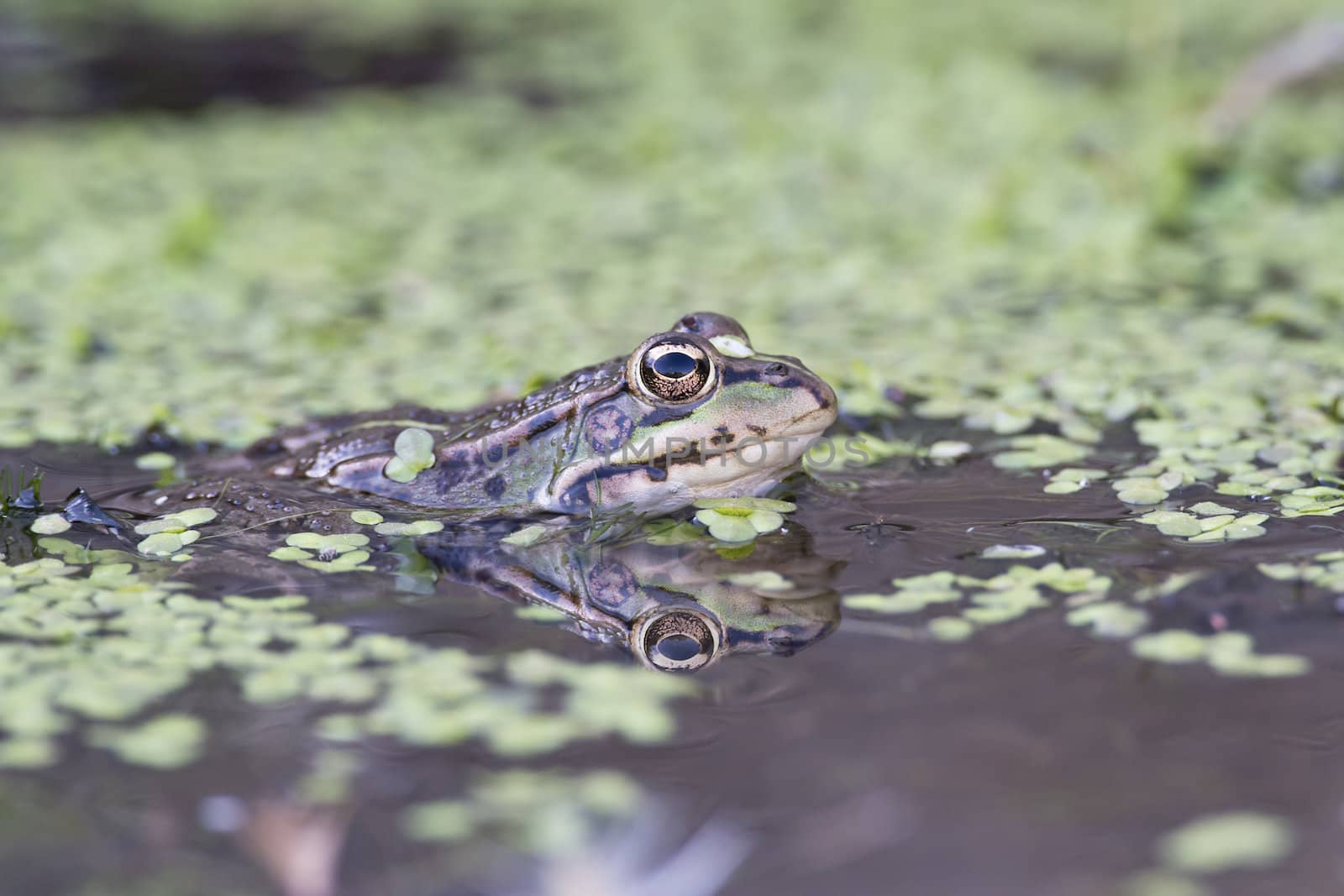 Frog in its environment with part of its body out of the water.