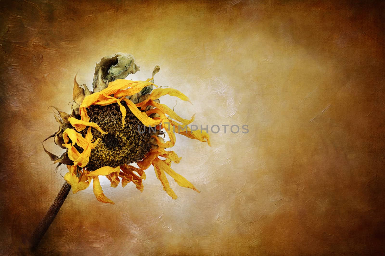 Dried sunflower with painterly effect.

