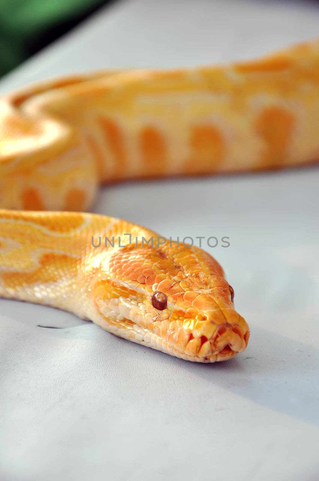 boa snake