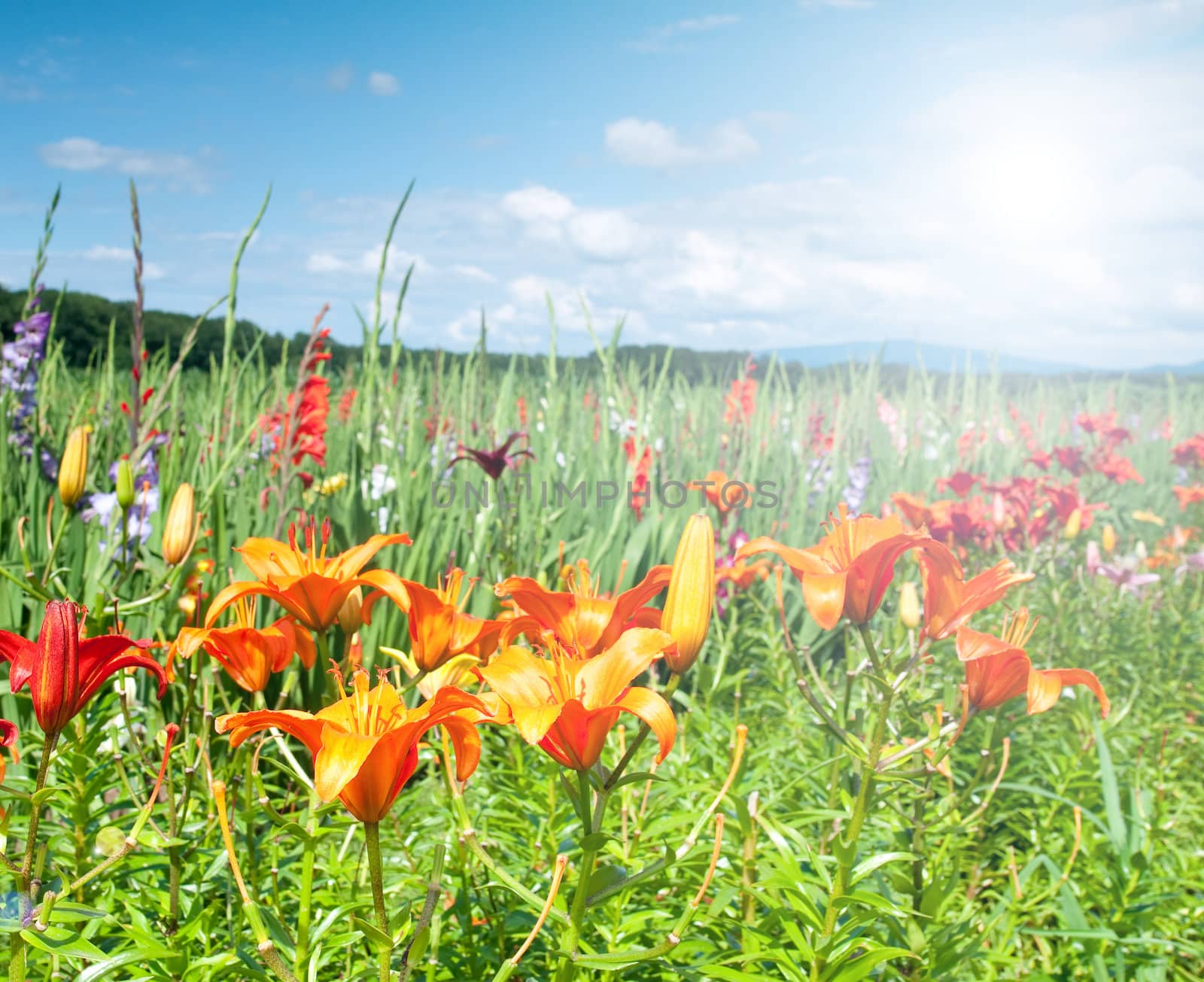 Flower field on a sunny day