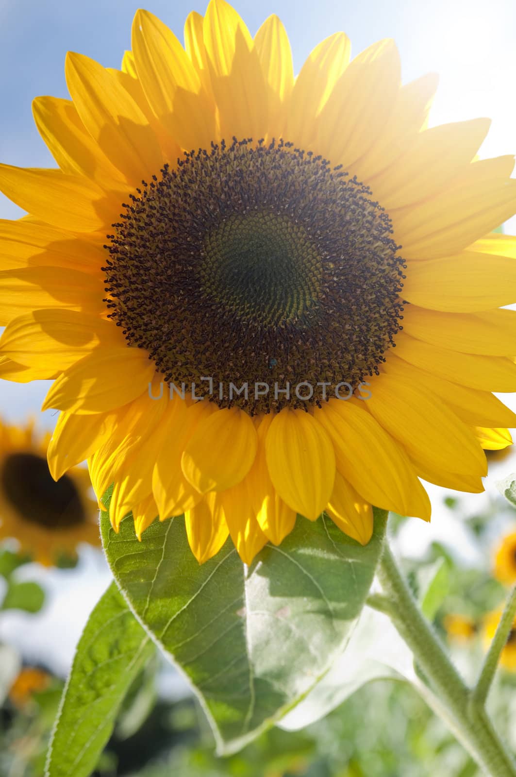 Beautiful sunflower over cloudy blue sky and bright sun lights