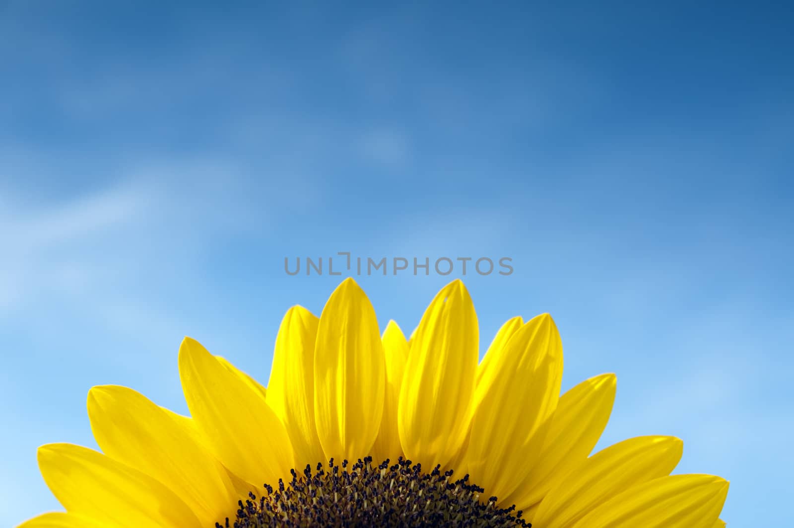 Beautiful Sunflower detail on sky background