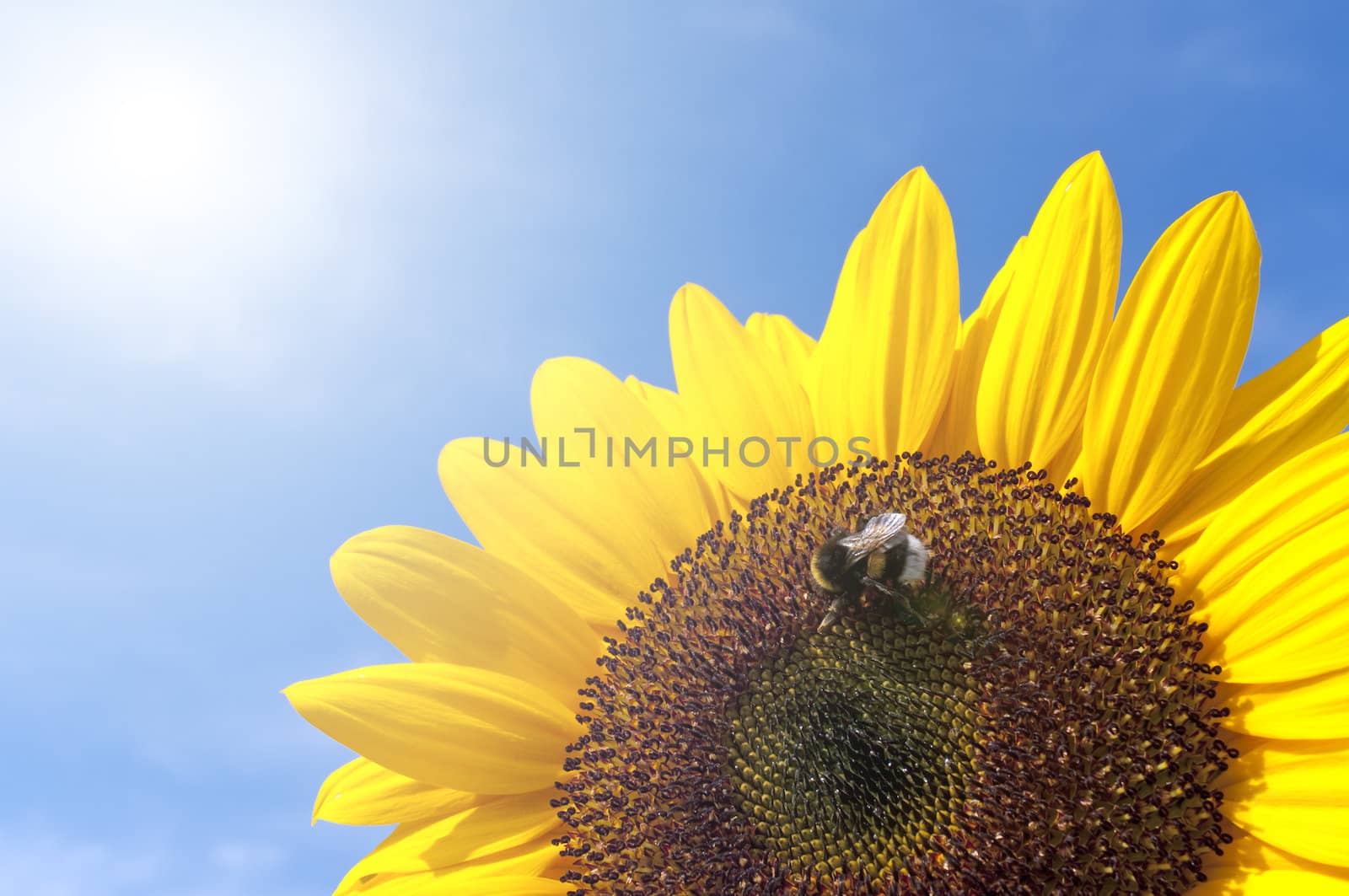 Beautiful Sunflower With Bee Against The Blue Sky By Sunny Wheather