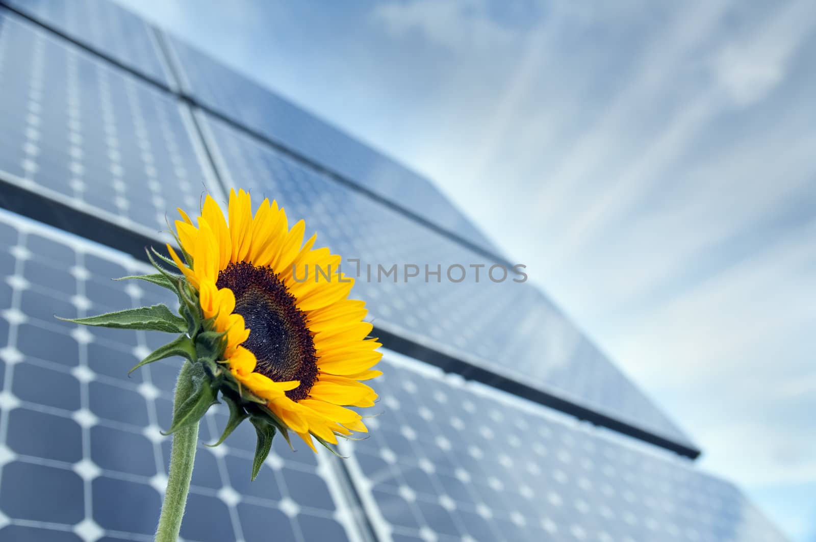 Sunflower with solar panels in the background against the blue sky