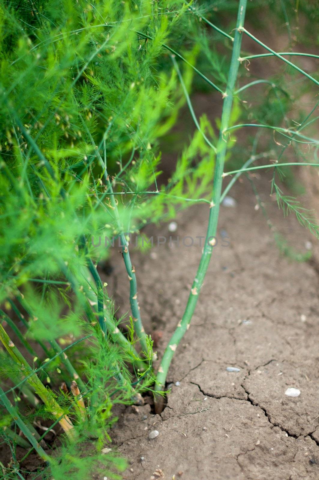 Blossoming Asparagus at a field in summer