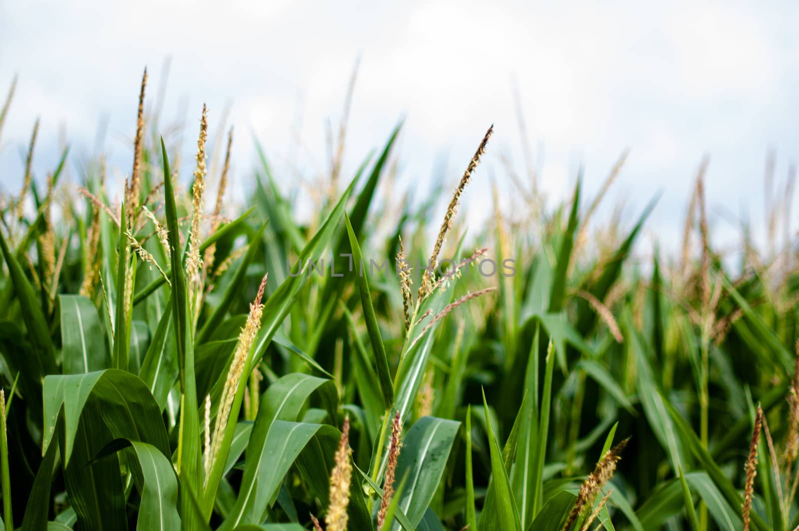 Maize on the field with blue sky in the background