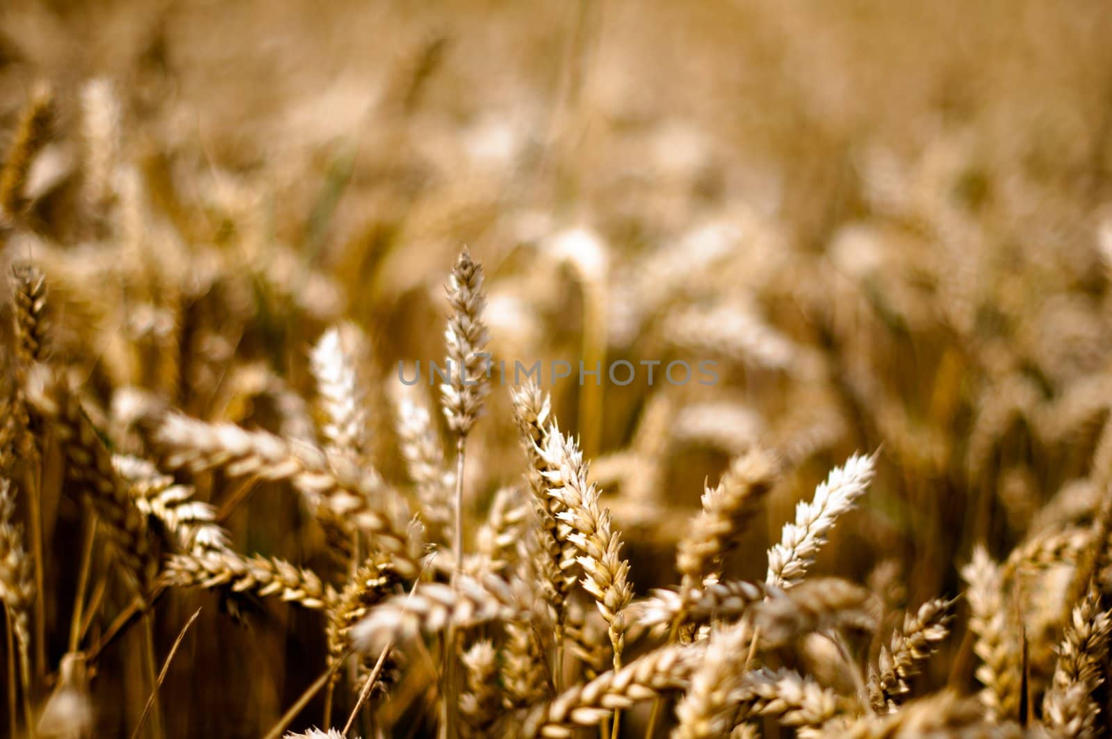 gold corn field in bright sun light