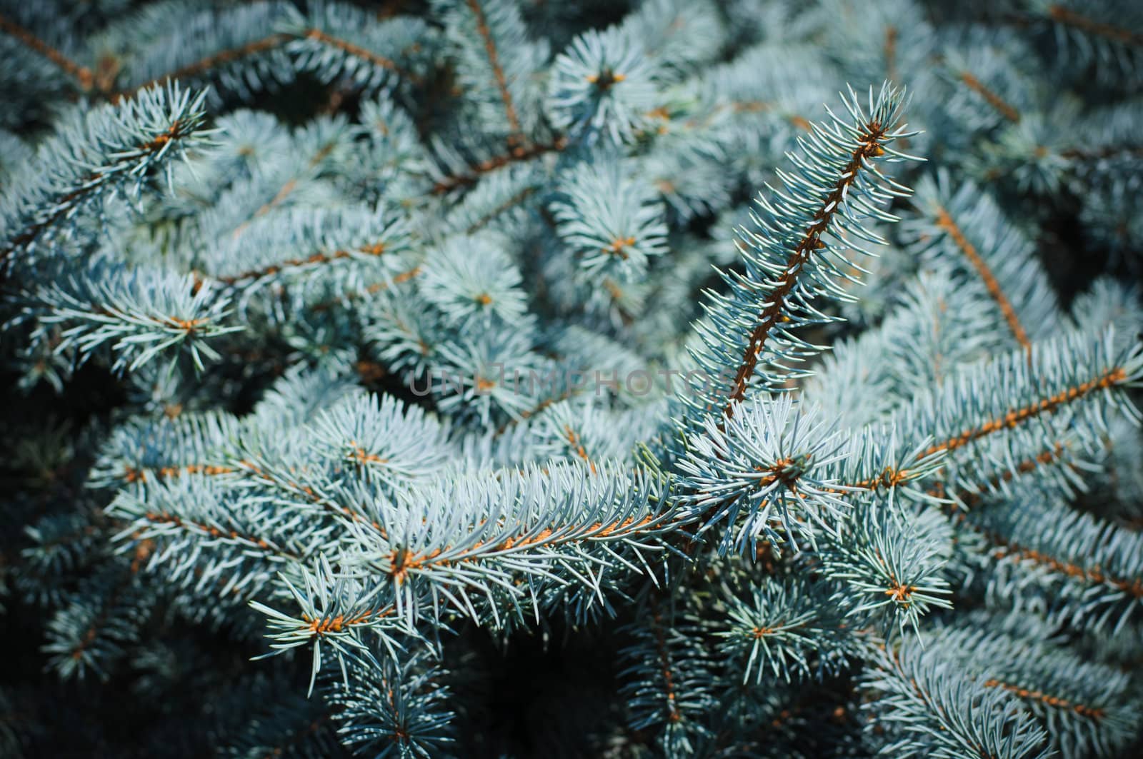 Blue spruce needles background. High resolution texture