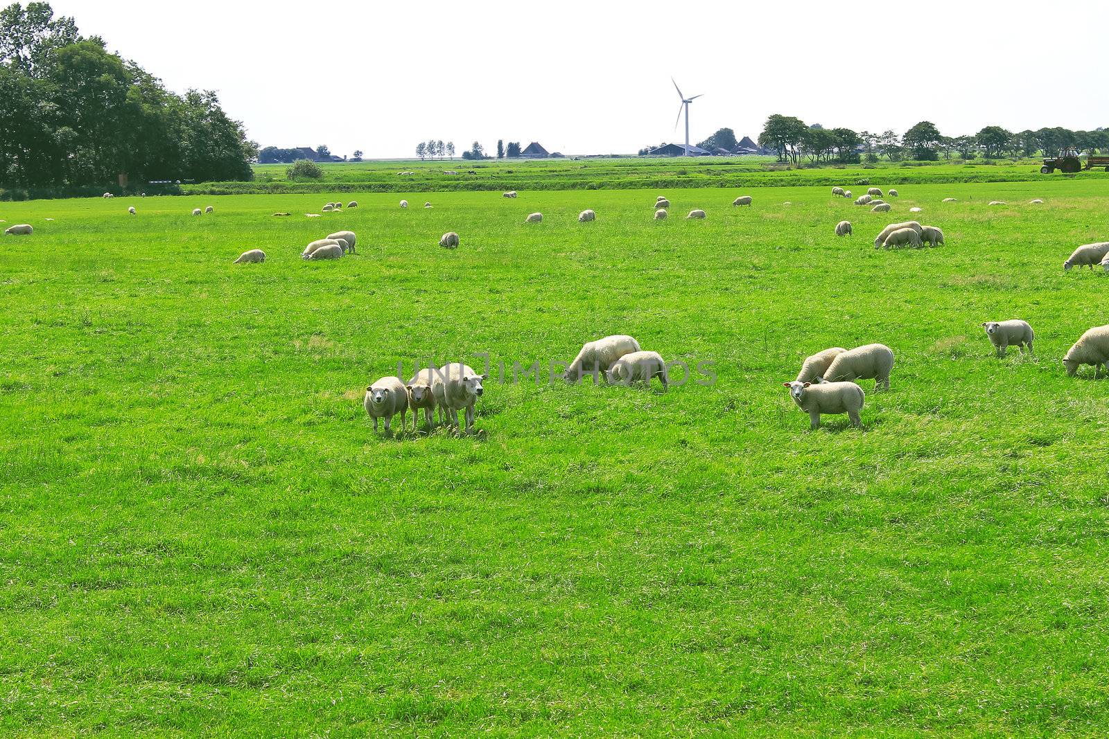 Sheep graze in a meadow near the Dutch farm by NickNick