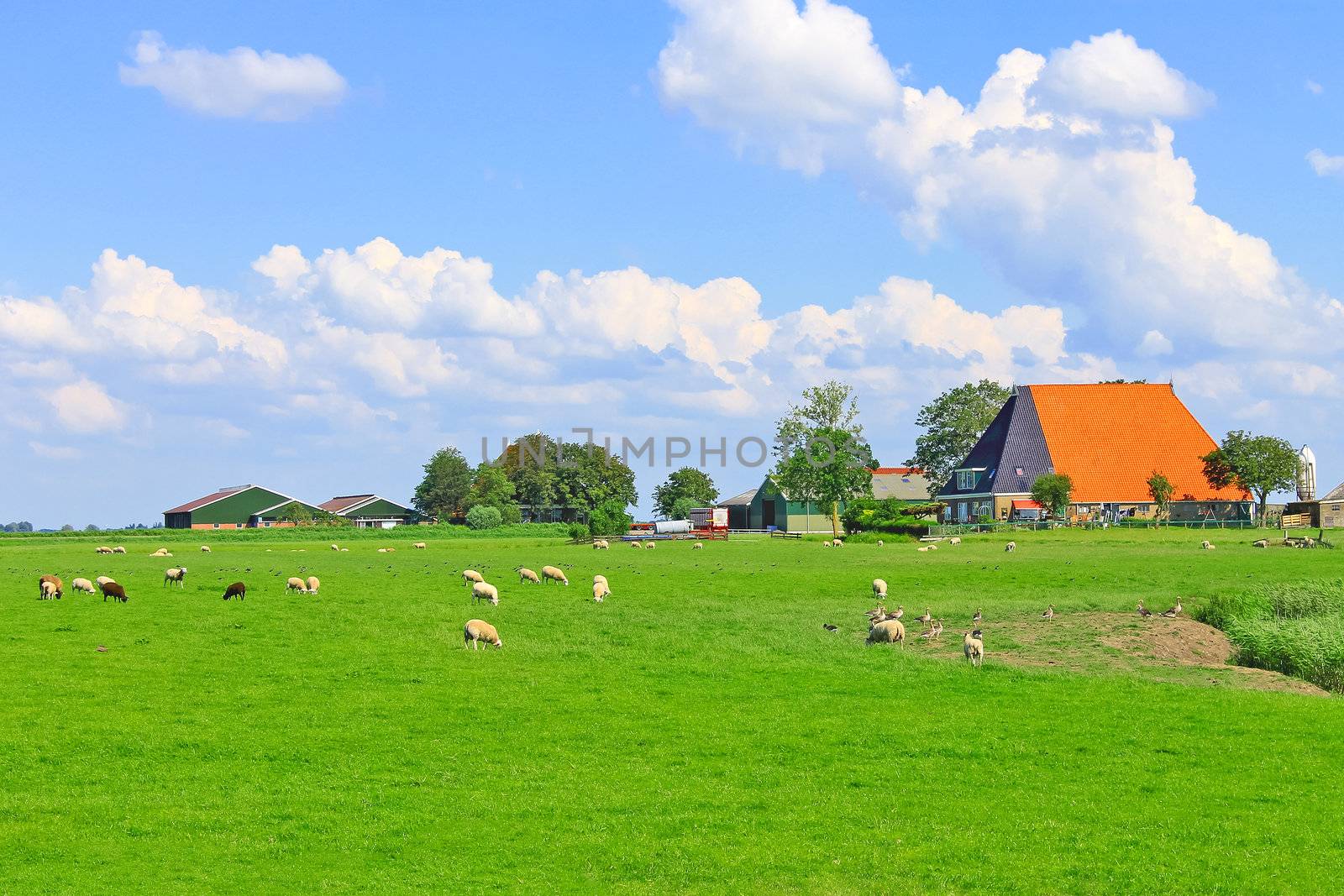 Sheep and poultry grazing in a meadow near the Dutch farm by NickNick