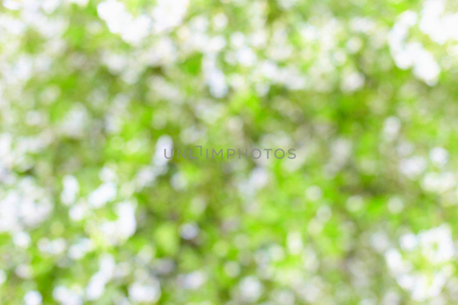 Blurred abstract background - cherry blossom