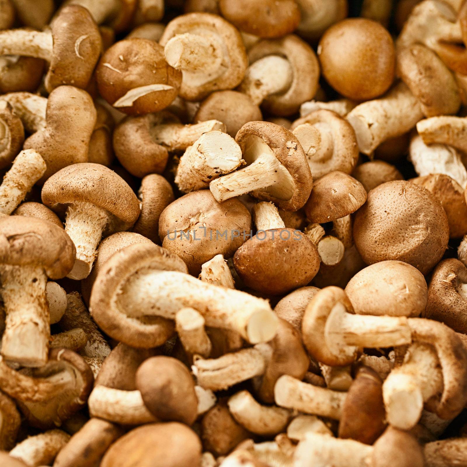 Edible mushrooms on the counter of thai market