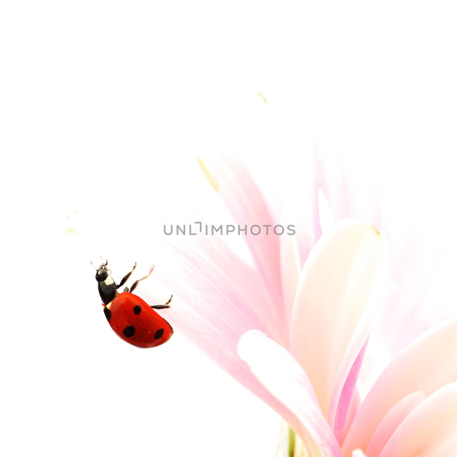 ladybug on pink  flower isolated on white background