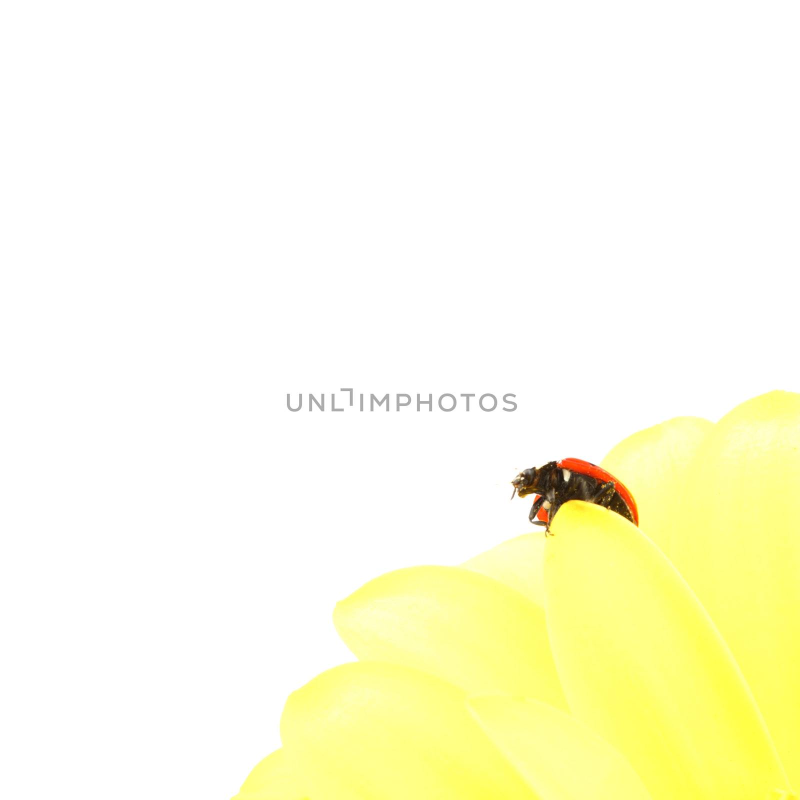 ladybug on yellow flower isolated on white background