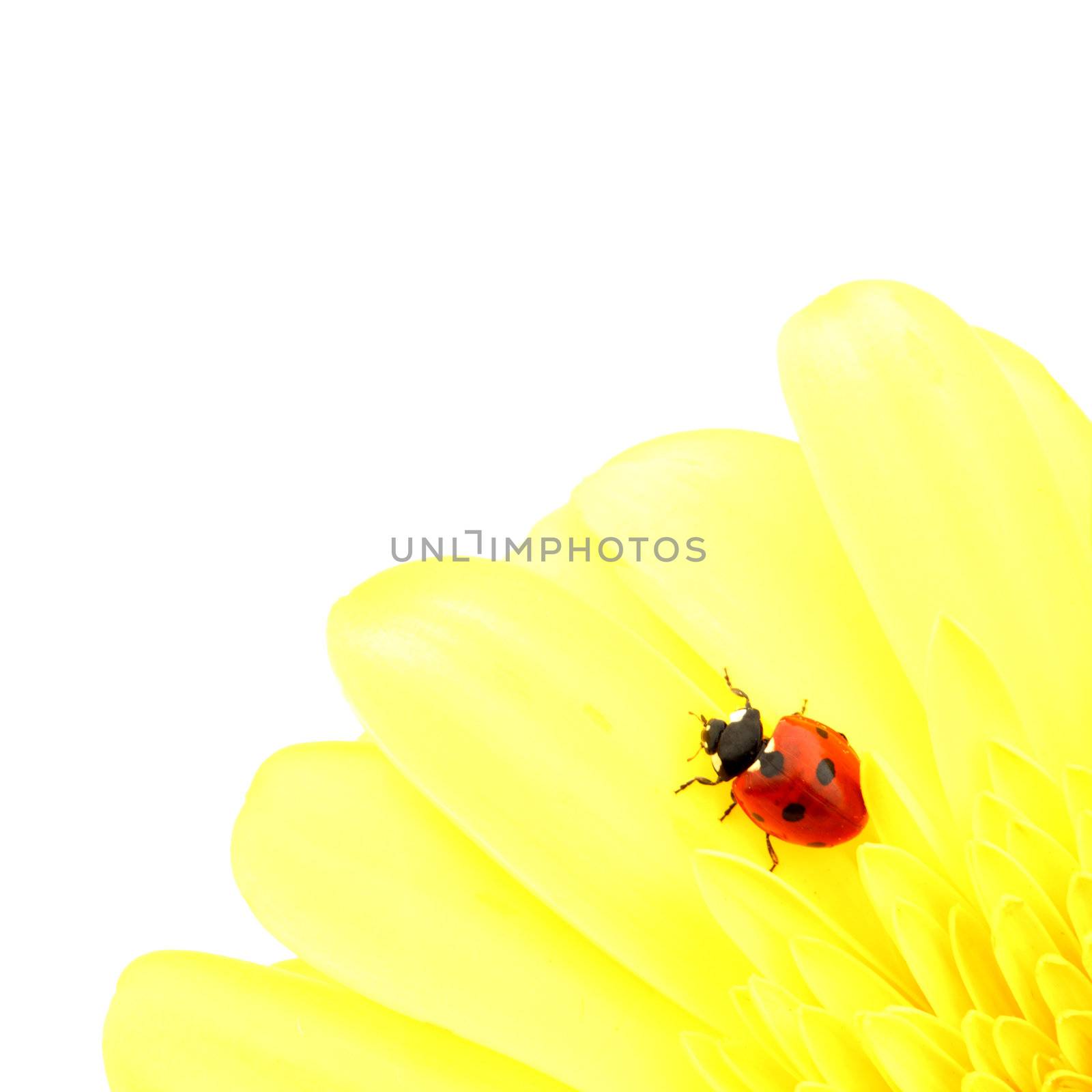 ladybug on yellow flower isolated on white background