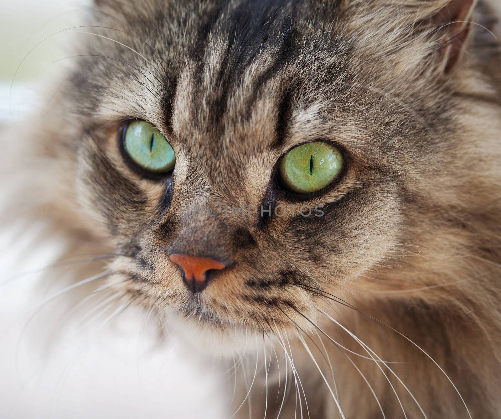 Portrait of an ordinary house cat closeup