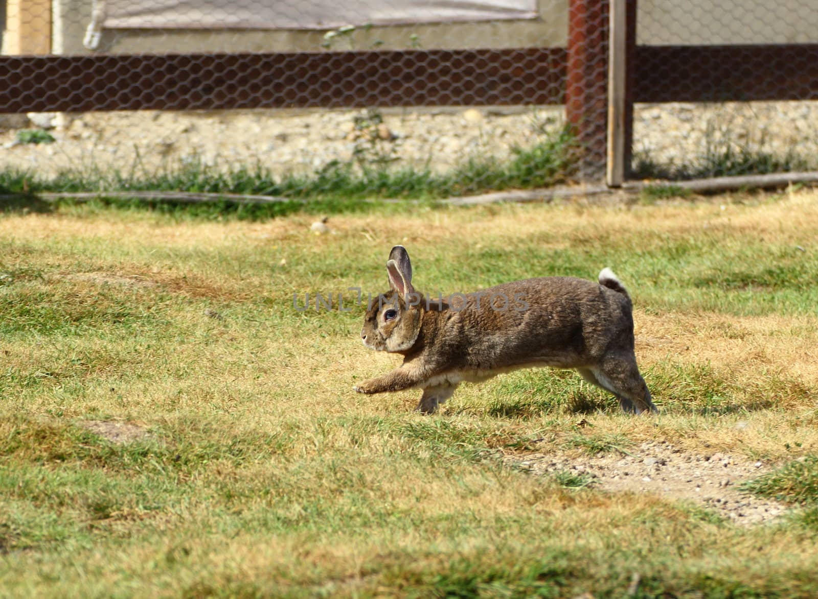 funny rabbit by taviphoto