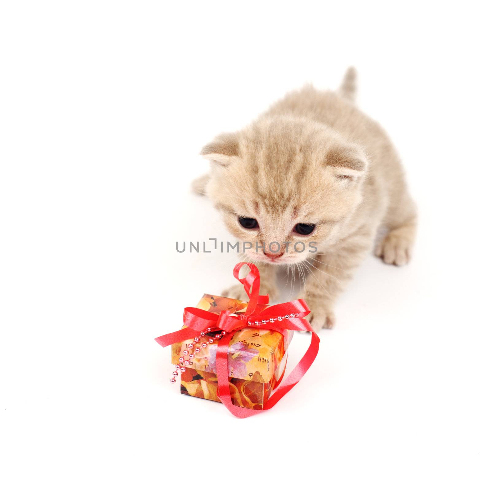 cat and gift isolated on white background
