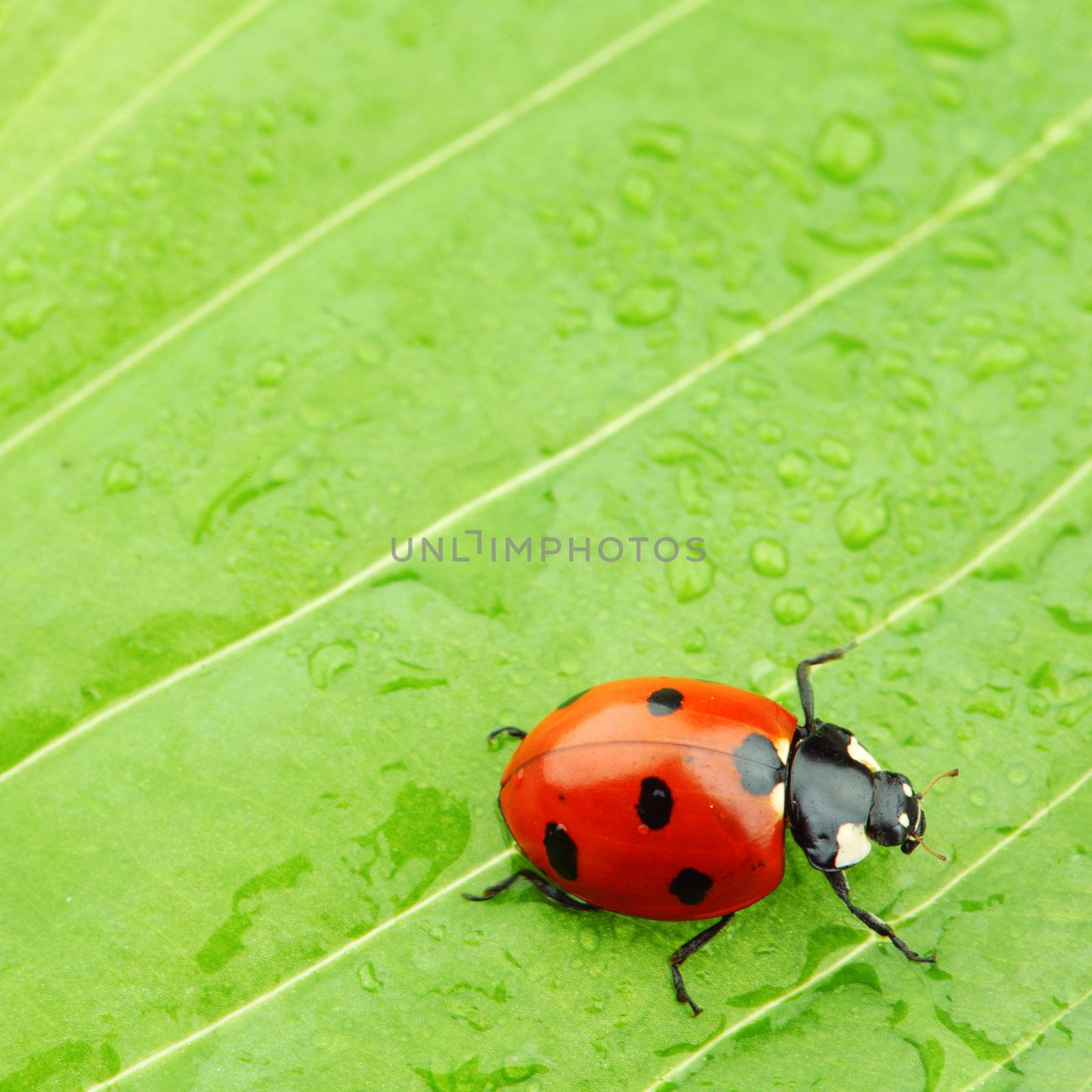 ladybug on big green leaf