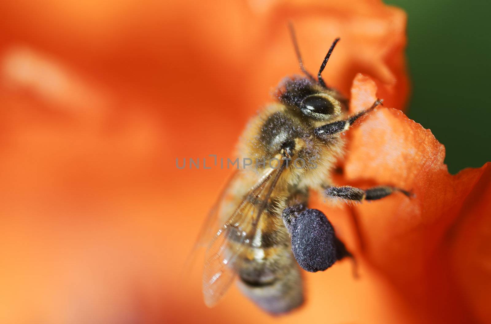 Bee by gufoto
