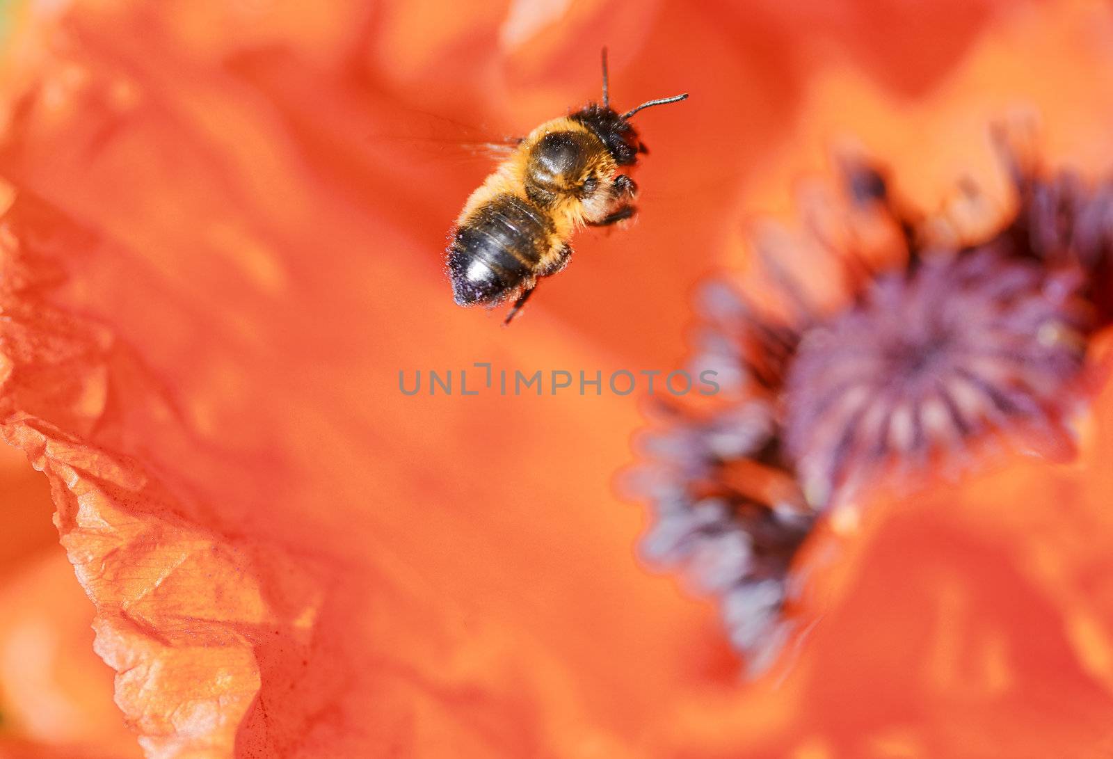 a bee flying over a flower