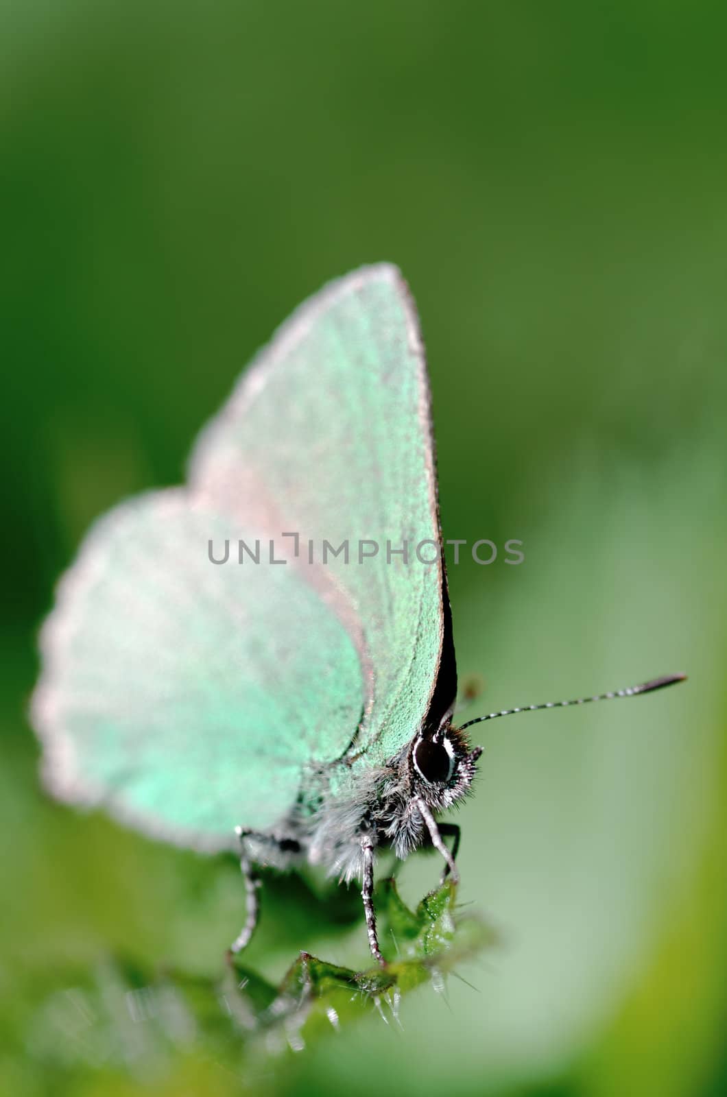 a butterfly closeup