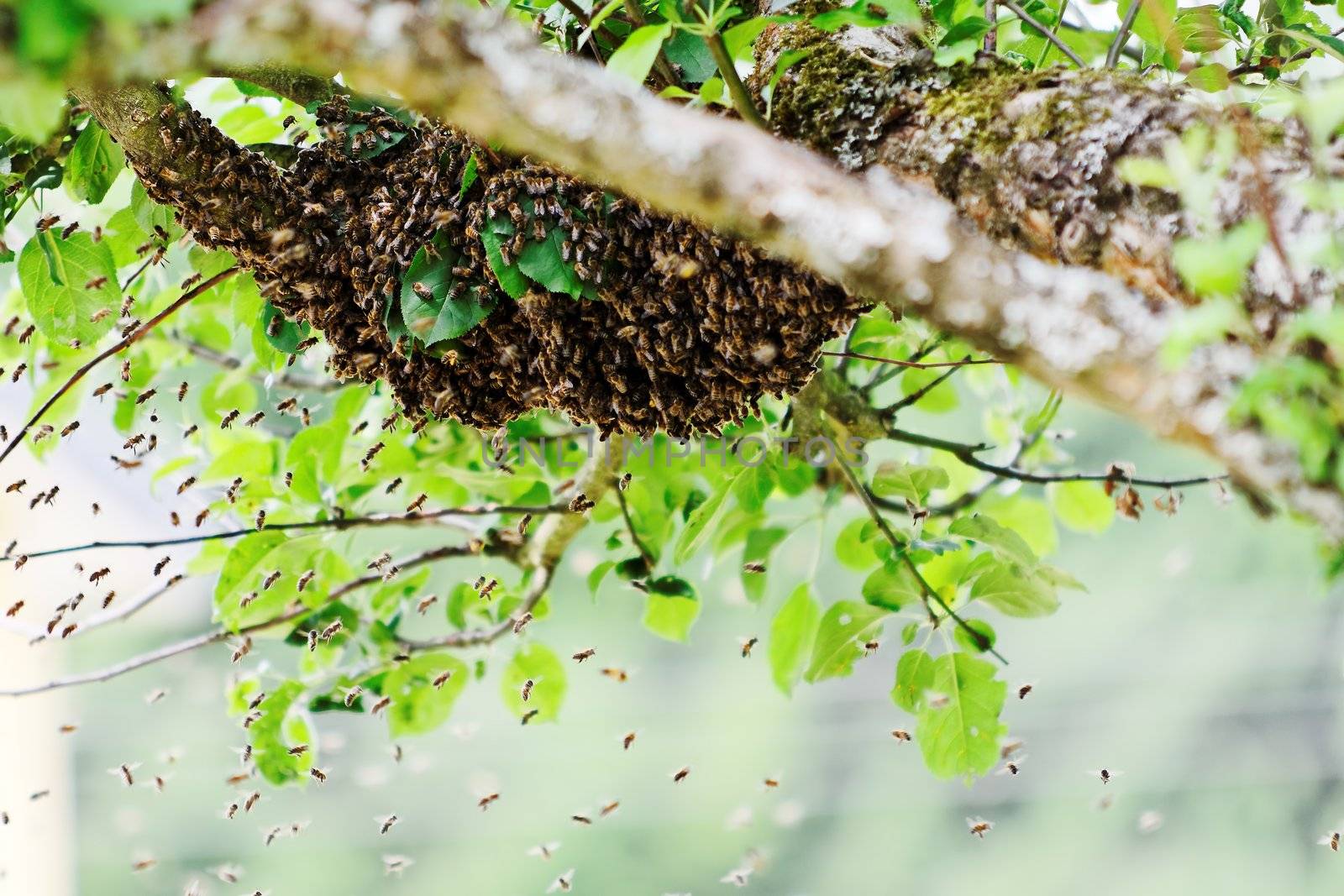 a bees swarm ia tree