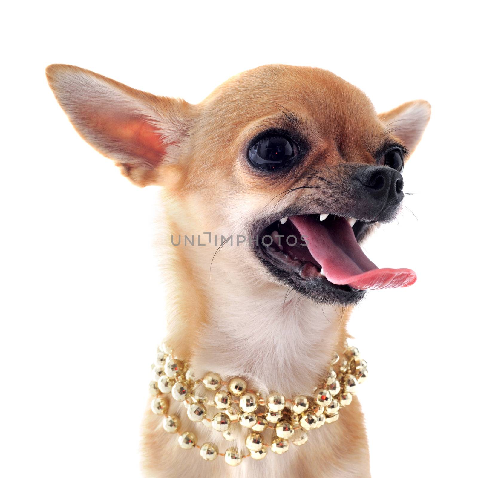 portrait of a angry  purebred chihuahua with pearl collar in front of white background