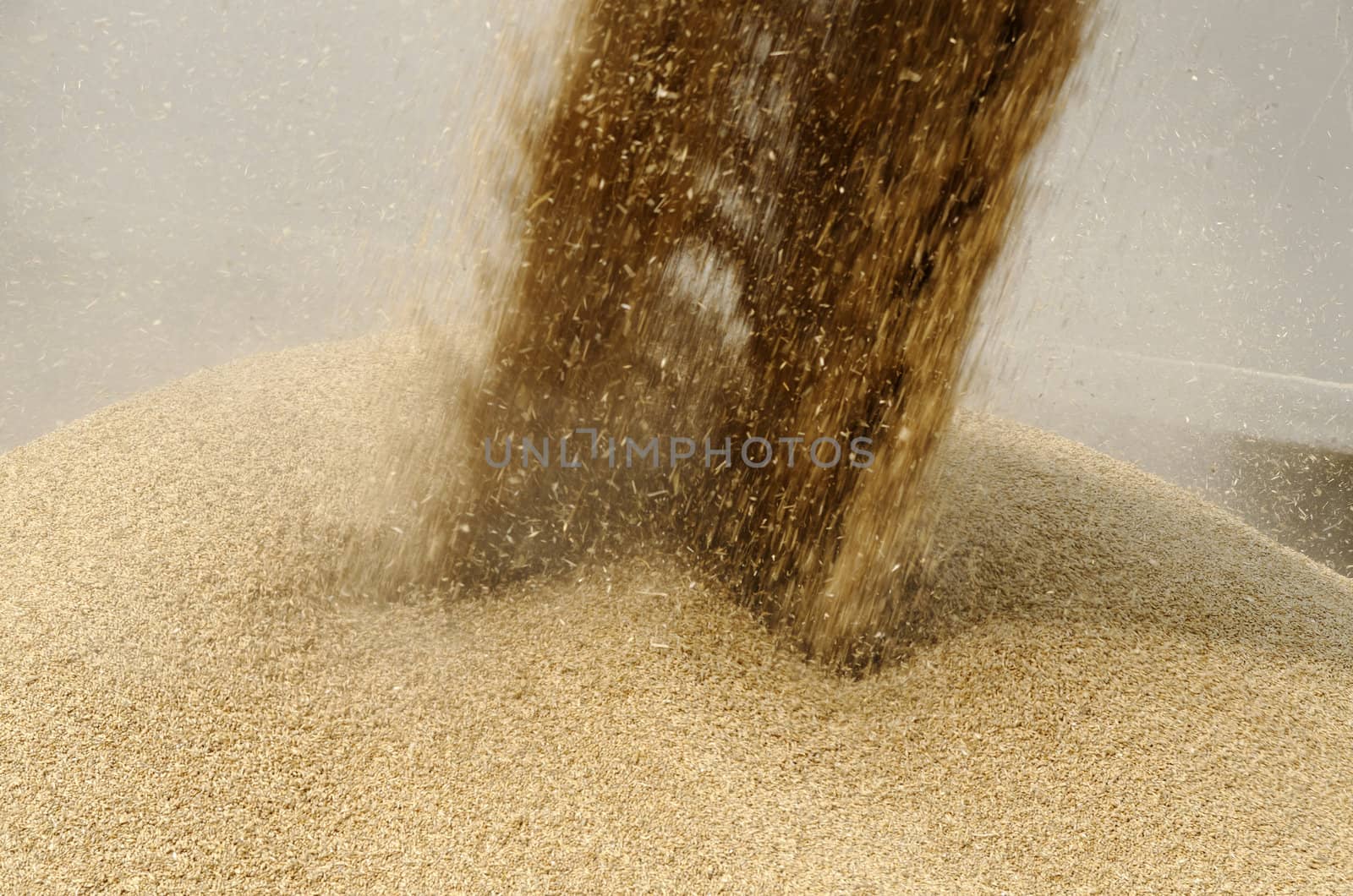 wheat grains loading by gufoto