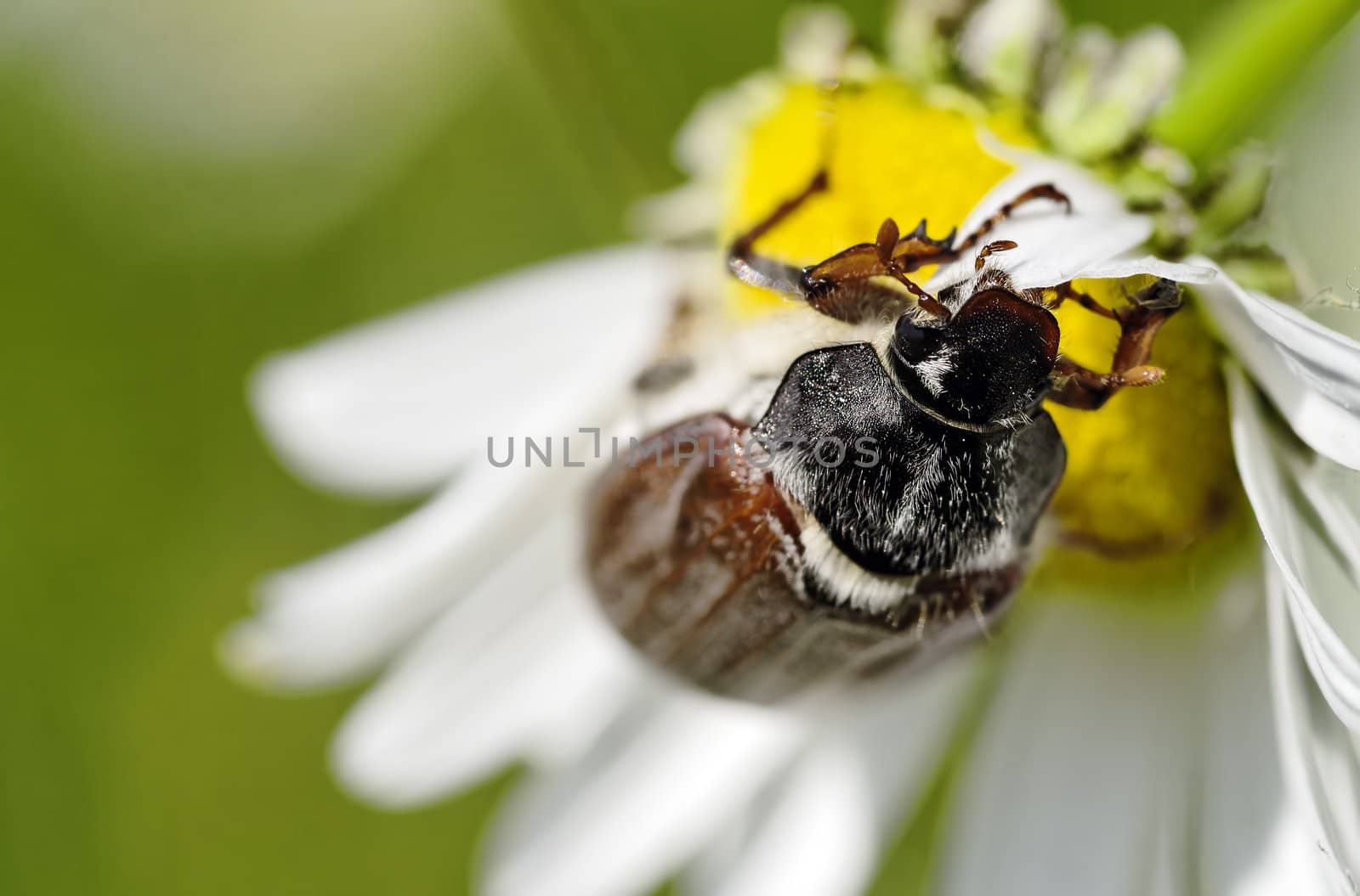 a may beetle closeup