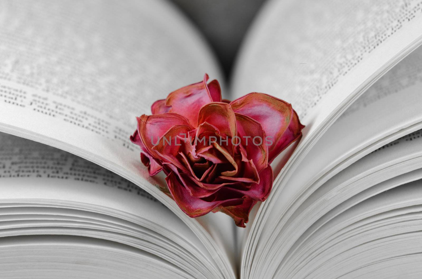 a faded rose between the pages of a book