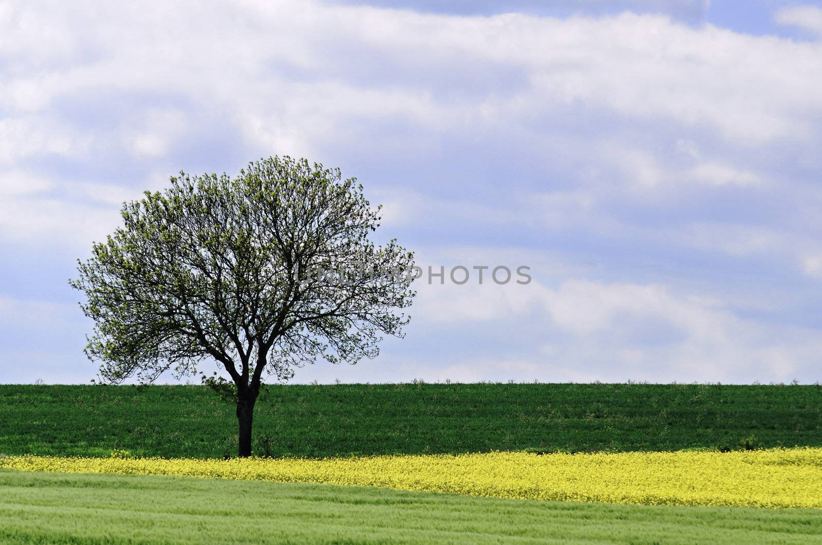 countryside landscape by gufoto