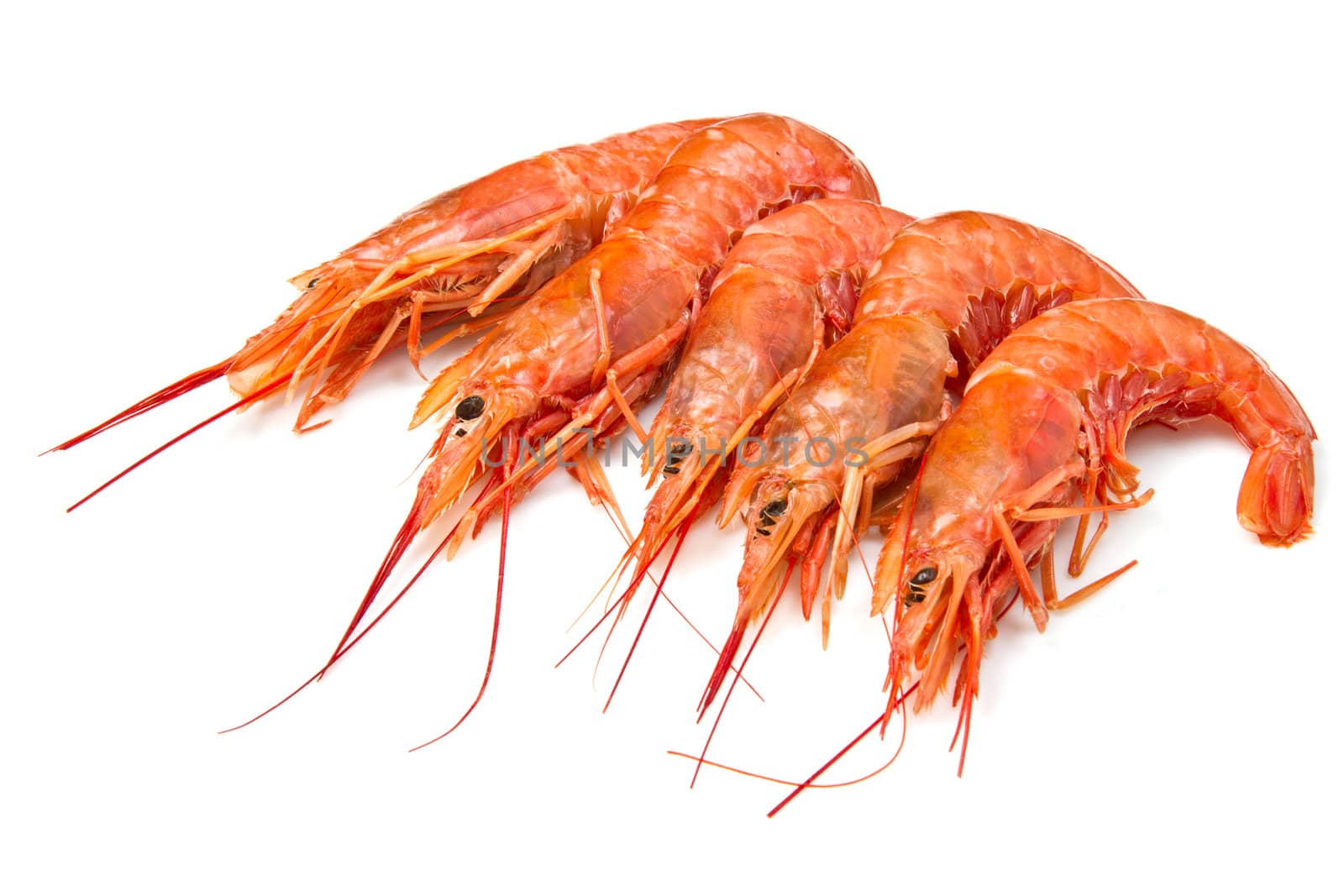 prawns isolated on white